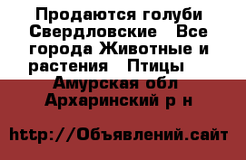 Продаются голуби Свердловские - Все города Животные и растения » Птицы   . Амурская обл.,Архаринский р-н